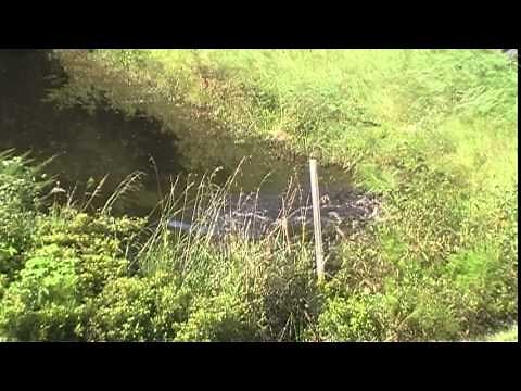 Alligator Pursues and Attacks Blue Heron After it Eat its Hatchling Part 2