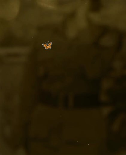Emotional Journey with Butterfly Imagery