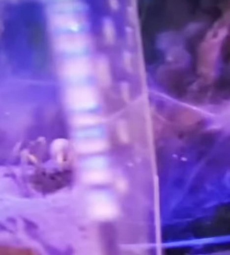 Pastor of Muppets on TikTok