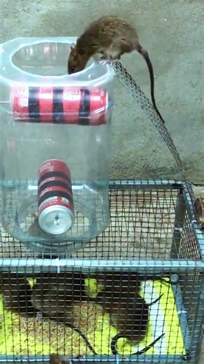 Best humane mouse trap idea easy to make #mousetrap #diy #mouse #animals