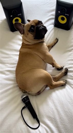 Frenchie Scares Itself with Its Own Fart… and Wakes Up a Beat Late 😂💥🐶 — Awww Studio
