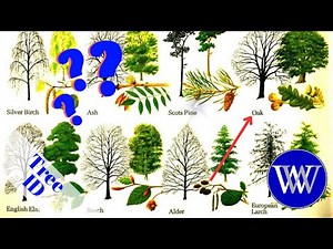 How To Identify A Tree Lets Go For A Walk