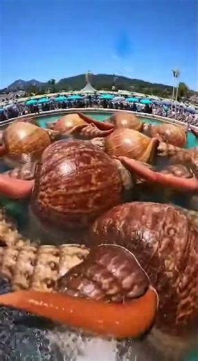 Waterslide into pool full of giant fish #funny #memes