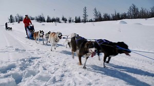 最早动力交通工具来自冰天雪地的北极，陆上运输的第一次革命！_腾讯新闻