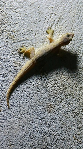 The tuko lizard #tiktiki# 🦎🦎 #kucing #gecko #bebek #tokek #tắc kè #lizard #animals #zoo