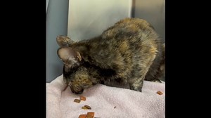 7.2K views · 787 reactions | The song might say "help me Rhonda" but...