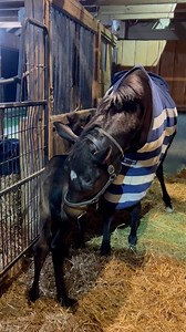 Today on #MareMonday we have Svaya! Did you know the name Svaya means "self" or "own"? Our Svaya joined us in 2023 and has since raised three orphan foals, each one benefiting from her steady confidence and gentle heart. Clients rave about her sweetness — Svaya is the mare everyone falls in love with. Out in the pasture, she is often found “mothering” all the babies, not just her own. She’s the cool mom, the one the foals gravitate toward, the one they feel safe with, the one that makes every yo