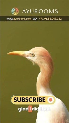 It’s RELAXING Here @Ayurooms Kerala | Canadian Guest Shares Ayurveda Experience