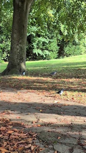 Two magpies and two wood pigeons. #nature #birds