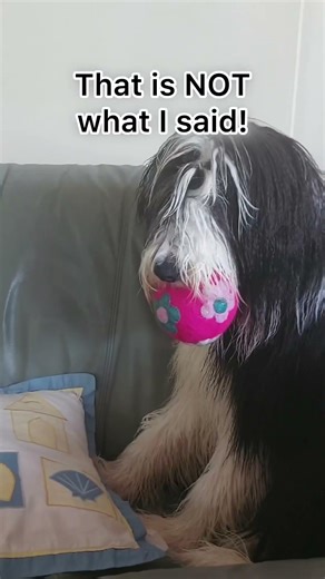 I’m up for adoption 🥺💔 #beardedcollie #puppy #adoptme #teddythebeardedcollie