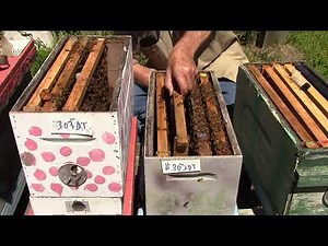 MVI 2255. . The day of the hatching queens. Inspection of the plastic foundation for hatched queens