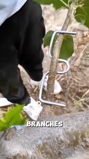 120K views · 92 reactions | Efficiency Branch Bending Tool #SmartFarming #TreeTraining #Productivity | Huntsville Studio | Facebook