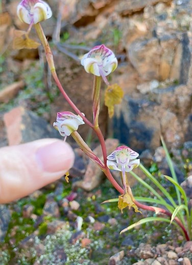 Disa spathulata or locally known as ‘Oupa se pyp’ or ‘the begging hand orchid’ is a orchid with a remarkable strategy luring its pollinators into to the flowers using a intoxicating scent that is irresistible to mostly solitary bees, once the bee is close enough the Orchid deposits its sticky pollen onto the unsuspecting bee, giving it absolutely no reward in return for its visit- and so the bee would inevitably be fooled by yet another deceptive orchid’s allure and pollination would be achieved