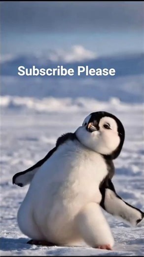 Cutest Funny Penguin Dancing Moves will set your Mood #panguin #shorts #usashorts ‪@factomedia12‬