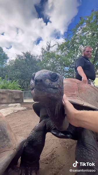 Bruno the Tortoise Enjoys Neck Rubs | Cute Reptile Videos