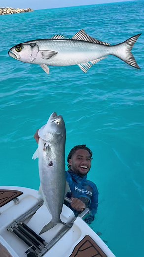 The Ultimate Guide to Catching Bluefish
