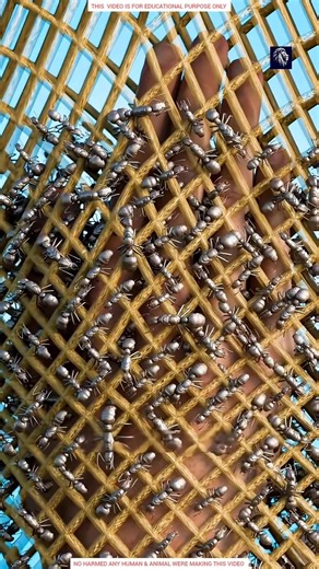 Surviving the bullet ant trial of an African tribe 😱