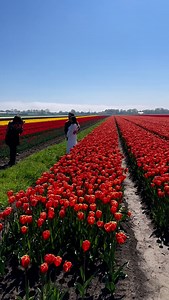 ✨ A full day in Holland ✨ 🌷 Morning: a breathtaking tour along the tulip fields and iconic windmills. ⛵ Afternoon: wander through the fairytale village of Giethoorn. 🌅 Evening: watch the sunset surrounded by your favorite tulip colors. Who wouldn’t want this dream day? 💖 All organized for you by Tulip Tours Holland 🌷🇳🇱 | Tulip Tours Holland