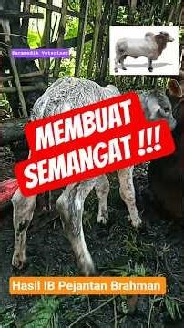 Pedet Brahman Jantan Super #sapi #brahman #fyp #shorts #viral #2025