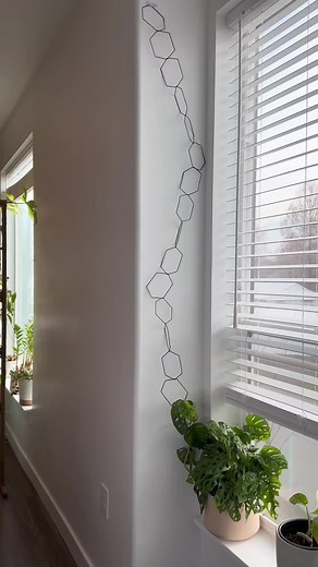 Monstera Adansonii: Cuidado y Estilo