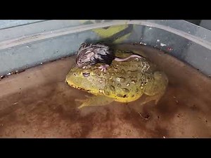 Pixie Frogs Pick Off Mice / Warning Live Feeding