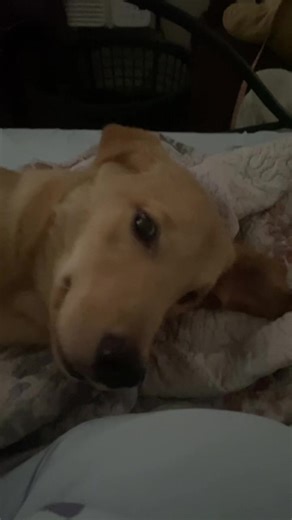 reynie (@damiunnyer)’s videos with original sound - reynie