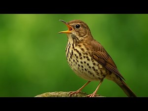 Song Thrush Singing – Relaxing Bird Songs, Nature Sounds, Bird Calls for Stress Relief & Meditation