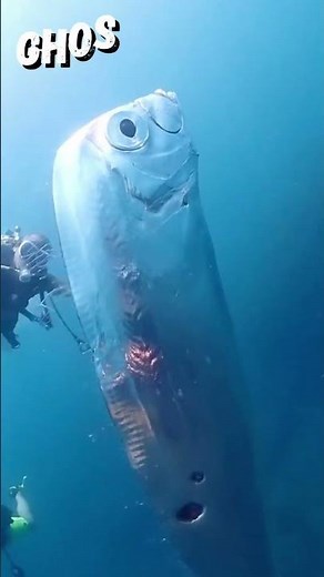 The Longest Fish on Earth – The Mysterious Oarfish Explained