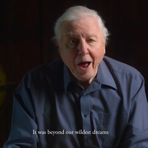 🌊 Ocean in Concert, narrated on film by Sir David Attenborough, comes to 3Arena on Saturday 7 March 2026. Experience Steven Price's breathtaking score, conducted by the acclaimed Robbie Ziegler and performed live by Ulster Orchestra 🎶 🎟️ Tickets on sale now https://bit.ly/3LmdM0m | Ticketmaster Ireland