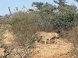 Three cheetah's seen mating in the wild as giraffes look on