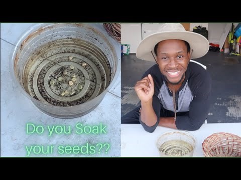 Complete How to Guide for Soaking Seeds Before Planting (tips for faster germination)