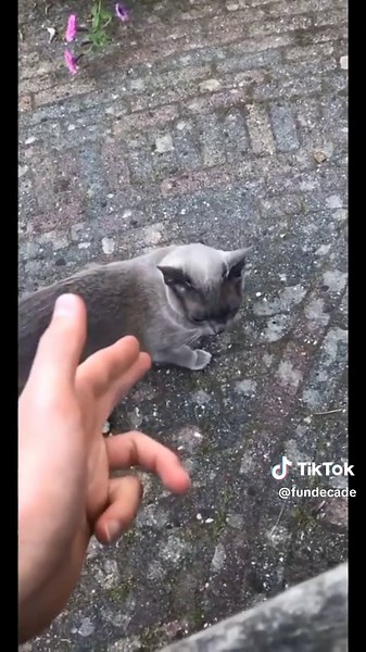 funny animals playing dead after finger shot || #animal