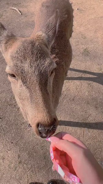 my number 1 priority comming to japan and it was so worth itttt #narapark 🦌🦌🥰😻