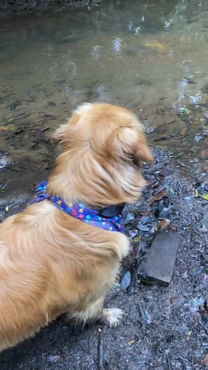 ¿Qué es eso? ¡Humor con un golden retriever!