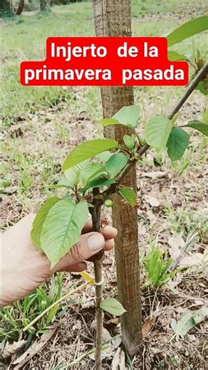 injerto de picota en guindo #nature