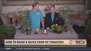 How to raise a quick crop of tomatoes