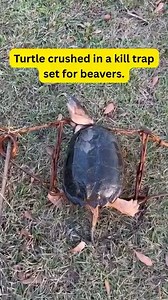 Tragic story shared from Protect Our Wildlife Vermont : "Trapping can never be considered a viable wildlife "management" tool when a trap cannot distinguish its intended victim from a protected species. This trapper asked his fellow trappers if this happens to them. Here are some responses: • "Pretty often ! Ducks and a few bass too" • "Have caught several beaver trapping. Also caught a 12 lb flathead catfish." • "88 lb caught in creek behind my house. Pretty sure it's the 3rd time he's been cau