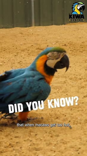 50K views · 1K reactions | Did you know? Parrots have clever ways to regulate their body temperature! ❄️☀️ From fluffing up to stay warm to adjusting blood flow to cool down, parrots know how to keep comfortable in all weather conditions! Watch to learn more, and let us know—what parrot content do you want to see next?  . . . #parrotcare #parrots #macaws #animalfacts #birdfacts #parrotlife #macawlife #macawlovers | World Parrot Trust | Facebook
