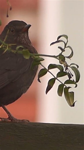 Female Blackbird 🖤🐦‍⬛