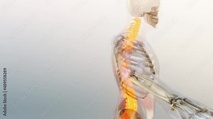 Spinal Cord Vertebral Column Cervical Vertebrae of Human Skeleton System Anatomy Animation Concept. Red on the backbone, medically accurate animation of a painful spine, Male Hurt Backbone, 3D render