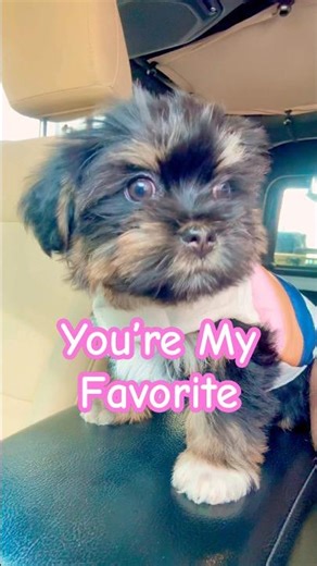 You’re my favorite ❤️ #cute #puppy #shorkie #dogshorts #viral