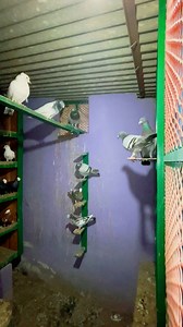Inside the pigeon loft at night.🕊️ #viralreelsシ #pigeonhouse #pigeonloft #pigeon #foryoupageシ #PeacefulMoments #মিঠুরকবুতরবাড়ি | মিঠুর কবুতর বাড়ি