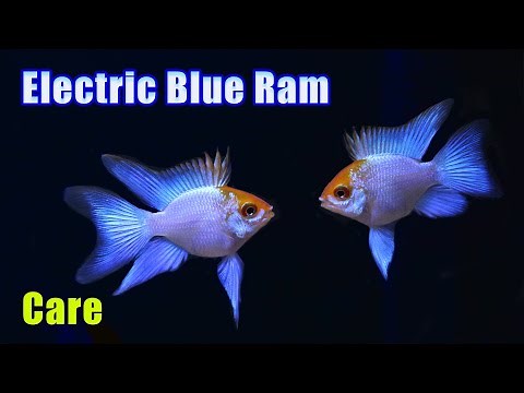 Crazy Color! Electric Blue Ram Species Profile