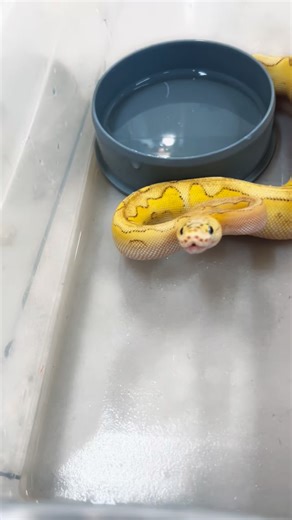 Зооцентр Экзотических Животных on Instagram: "‼️Осторожно! В этом видео вас поцелуют змеи!"