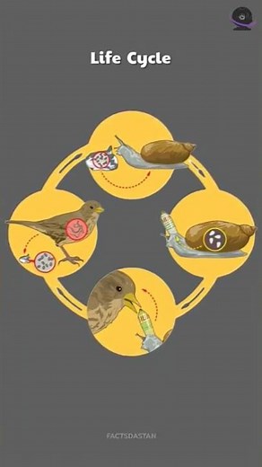 The Zombie Snail || #facts #animalfacts