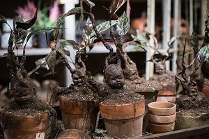 4.2K views · 88 reactions | As seen in Roger's Gardens, 2018 Halloween Boutique, Hocus Pocus, learn how to make your own Mandrake! Using simple craft supplies that can be found around the house or at a local craft store, make one of these creepy creatures to add to your Halloween Décor. | Roger's Gardens | Facebook