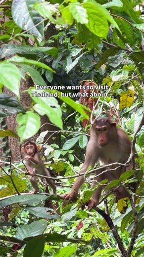 Everyone wants to visit Thailand, but what about... the most underrated country in Southeast Asia 🇲🇾