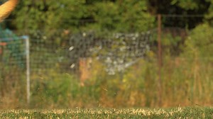 49 Hero Dogs Need Your Help Now Mission K9 Rescue is working to bring 49 retired Drug and Explosive Detection Dogs home from overseas. These heroes served with courage. They deserve a safe retirement in the United States, not to be left behind. The cost to bring them home is $130,000. Flights are being scheduled, but we cannot move forward without funding. Every day we wait adds risk that some will not make it. These dogs are trained to find explosives, narcotics, and save lives. They have worke