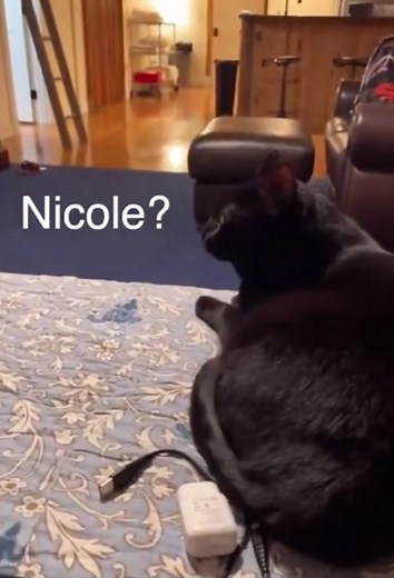 Funny Talking Cat Named Nicole | Cat Videos Compilation