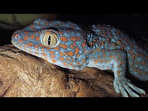 Animal ASMR Tuko sound | gecko Sound at night | House Lizard Sound